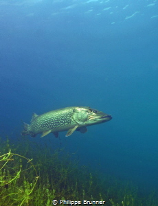 Pike by Philippe Brunner 